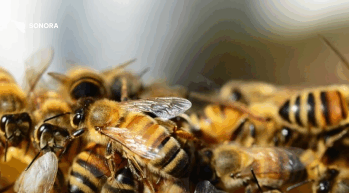 Ataque de abejas en San Carlos deja 19 lesionados y dos hospitalizados
