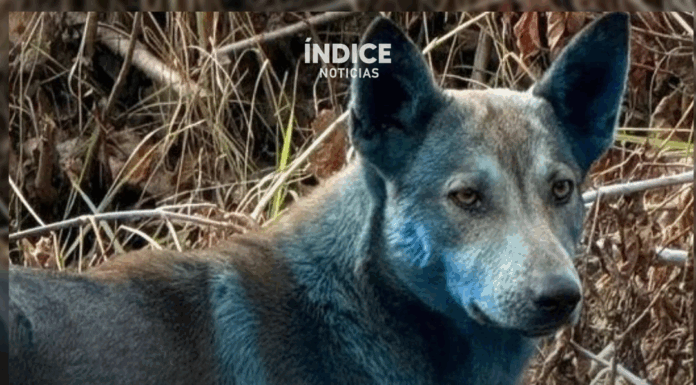 Impactante: aparecen perros de color azul en Chernóbil por posible contaminación química