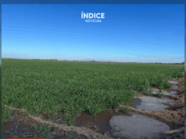 160 mil hectáreas se sembrarían en el Valle del Yaqui