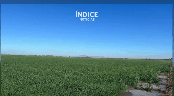 160 mil hectáreas se sembrarían en el Valle del Yaqui