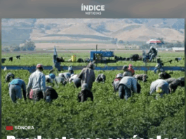 Agricultores de Sonora se deslindan del paro nacional convocado para este lunes