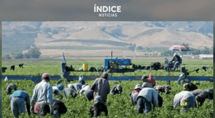 Agricultores de Sonora se deslindan del paro nacional convocado para este lunes