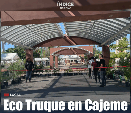 Ecotrueque en Cajeme: canjean material reciclable por árboles para un municipio más verde