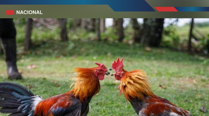 CHIHUAHUA DICE NO A LAS TRADICIONES VIOLENTAS El estado prohibió las carreras de caballos y las peleas de gallos por considerarlas actos de violencia. SECCIÓN: ESTADOS