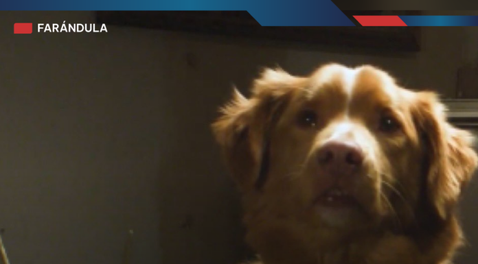 El perro protagonista de Good Boy ganó el premio ASTRA 2026 como Mejor Actor de Terror. SECCIÓN: ESPECTÁCULOS