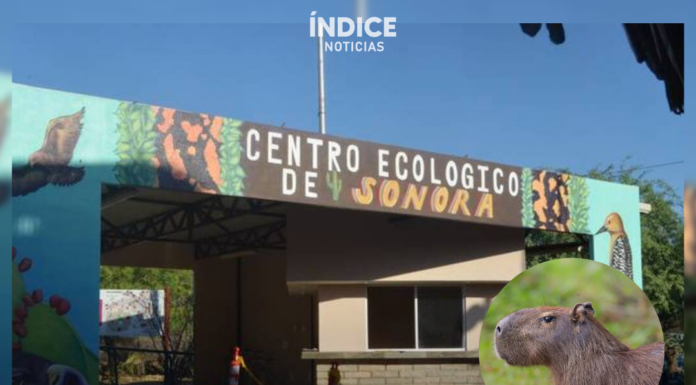 El Centro Ecológico de Sonora anuncia la llegada de un nuevo ejemplar: un capibara