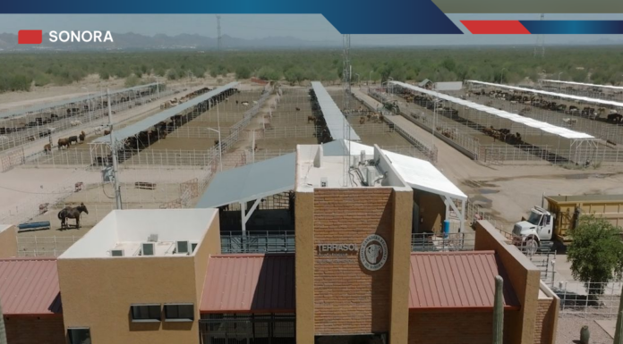 INVERSIÓN MILLONARIA AL SECTOR GANADERO