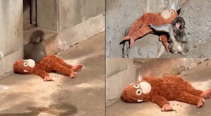 Monito japonés encuentra consuelo en su inseparable peluche