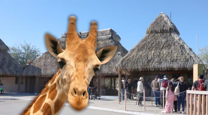 ¡Llega nueva jirafa al Centro Ecológico de Sonora!