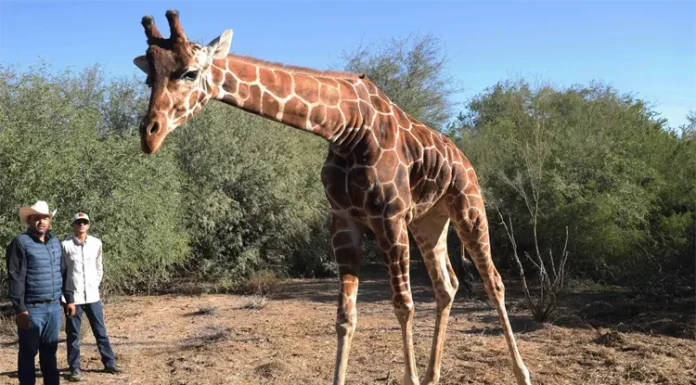 Centro Ecológico de Sonora informa horarios para visitar a su jirafa