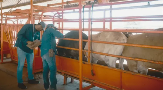 Sagarhpa mantiene vigilancia por gusano barrenador en Sonora