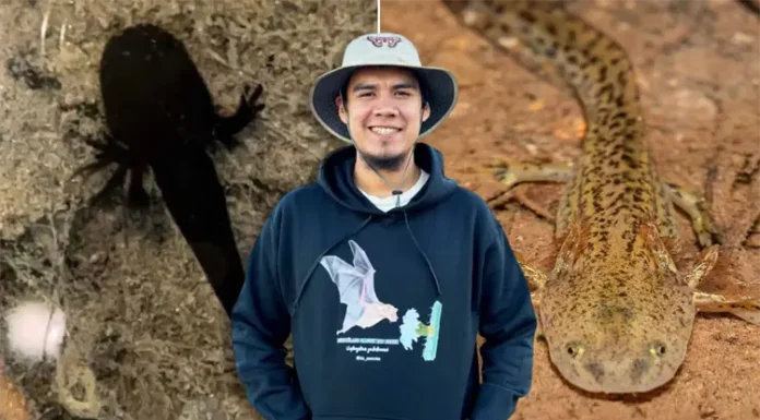 CONFIRMAN PRESENCIA DE AJOLOTES EN LA SIERRA DE ÁLAMOS, SONORA