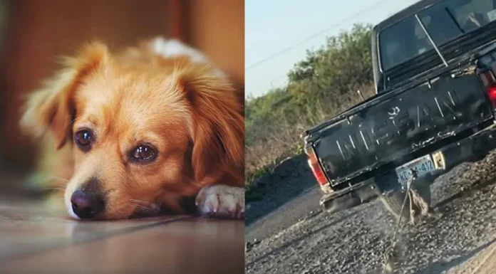 FGJES INVESTIGA A PAREJA EN CIUDAD OBREGÓN POR PRESUNTO MALTRATO ANIMAL