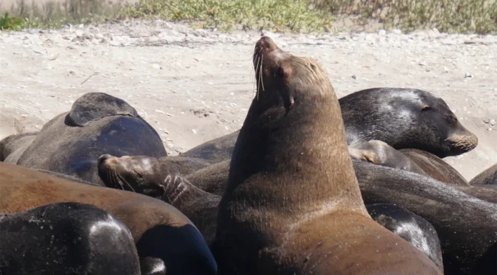 BAHÍA DE LOBOS, REFUGIO NATURAL DE LOBOS MARINOS EN SONORA