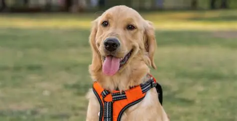 CDMX APRUEBA REFORMAS PARA PERMITIR EL ACCESO LEGAL DE MASCOTAS A NEGOCIOS
