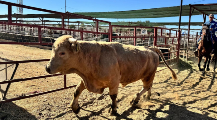 CHIHUAHUA CONFIRMA SU PRIMER CASO DE GUSANO BARRENADOR EN UN BECERRO Y REFUERZA CONTROLES GANADEROS
