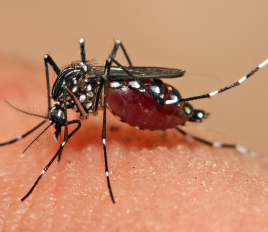 CAJEME SE UBICA EN EL TERCER LUGAR DE SONORA EN CASOS DE DENGUE
