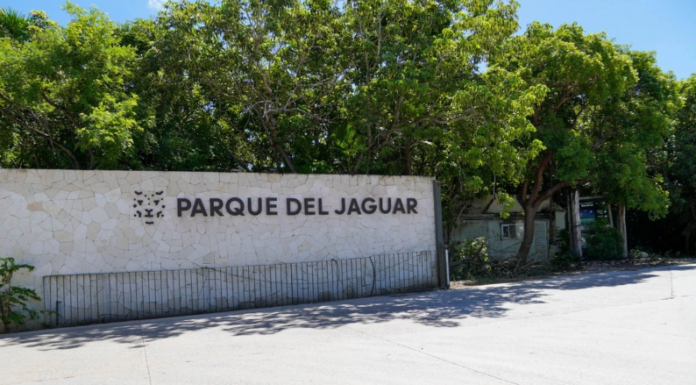 SHEINBAUM VISITARÁ QUINTANA ROO PARA ATENDER LA SITUACIÓN DEL PARQUE DEL JAGUAR Y EL SARGAZO