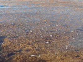 APARECEN MILES DE PECES MUERTOS EN BAHÍA DE PETEMPICH, QUINTANA ROO