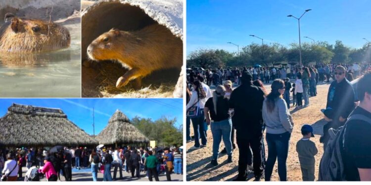 Centro Ecológico de Sonora recibe a más de 16 mil visitantes interesados en conocer a capibara