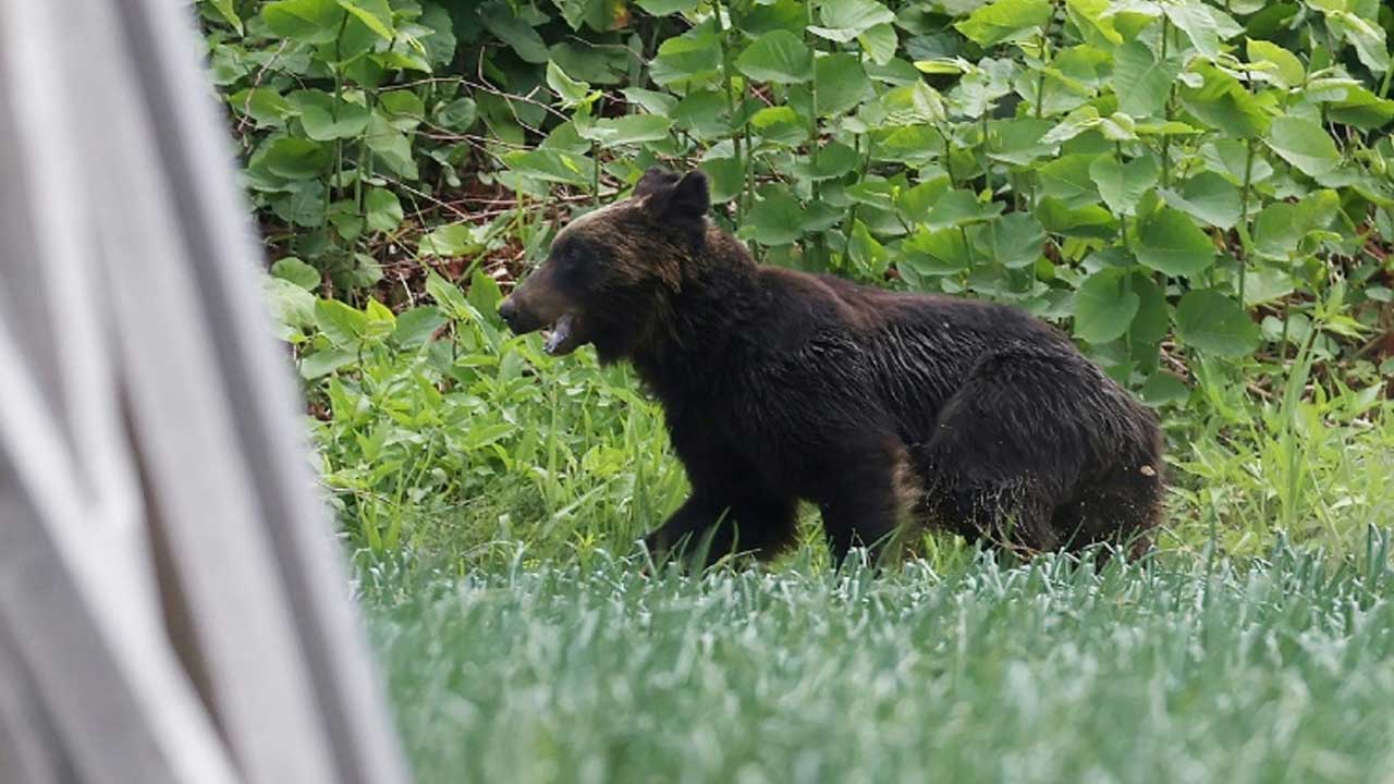 OSO DETIENE VUELOS EN AEROPUERTO