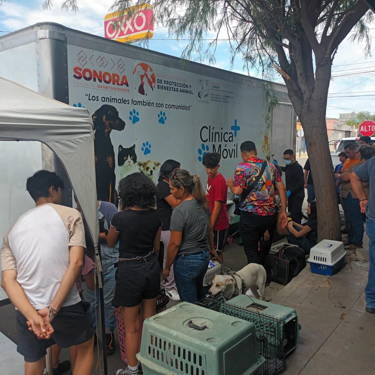 Acerca Gobierno de Sonora servicios gratuitos para población animal
