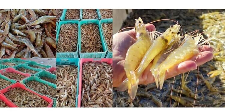 Sonora destaca producción histórica de camarón de cultivo