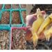 Sonora destaca producción histórica de camarón de cultivo