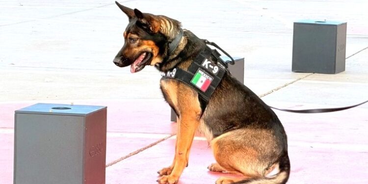 Con instinto, disciplina y lealtad, los binomios K-9 de la Policía Estatal refuerzan la seguridad de Sonora