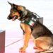 Con instinto, disciplina y lealtad, los binomios K-9 de la Policía Estatal refuerzan la seguridad de Sonora