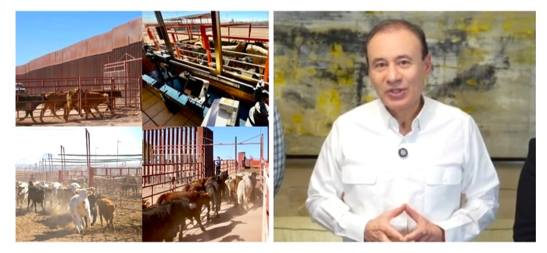 Gestiones del Gobernador Durazo reanudan en Sonora la exportación de ganado a Estados Unidos