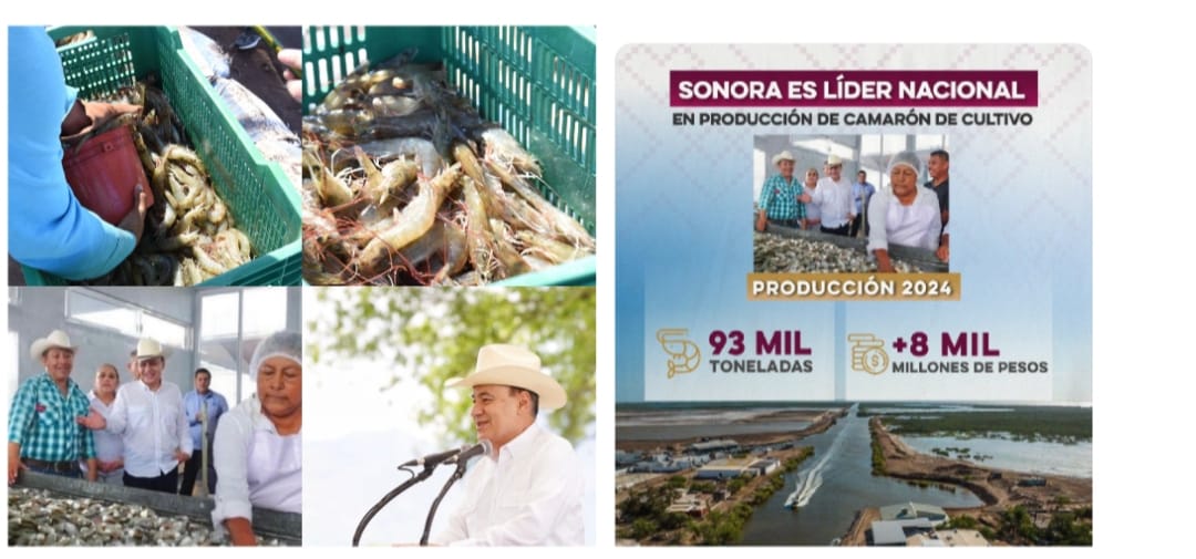 Gobernador Durazo posiciona a Sonora como líder nacional en producción de camarón
