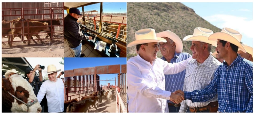 Anuncia Gobernador Durazo próxima reapertura para cruce de ganado por Agua Prieta a Estados Unidos