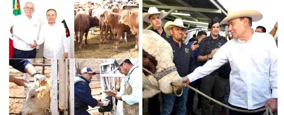Logra Gobernador Durazo regularizar el ritmo de exportación de ganado a Estados Unidos