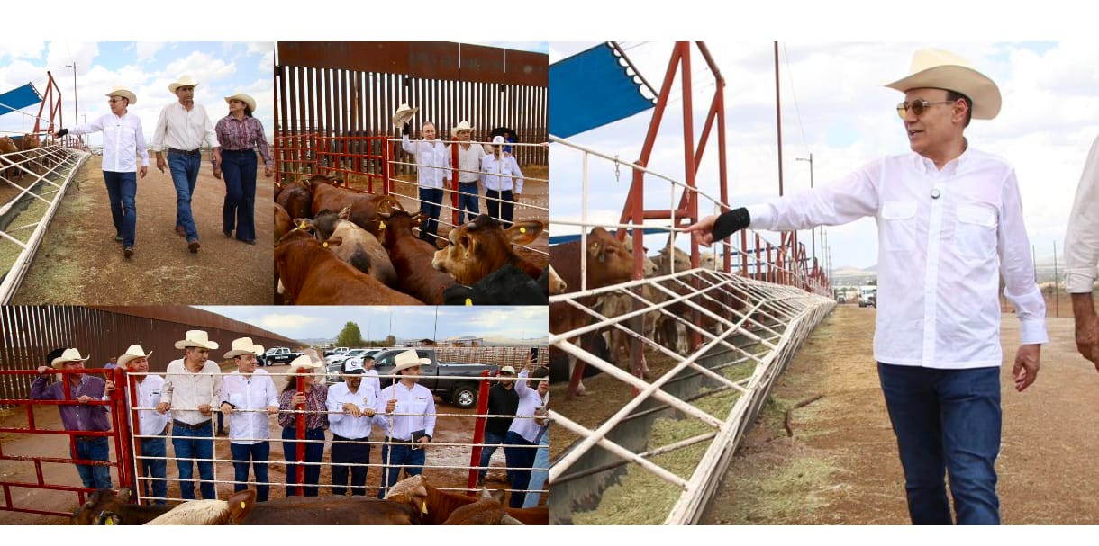 Gobernador Durazo reanuda exportación de ganado a Estados Unidos; Sonora es el primer estado en México