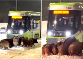 MANADA DE JABALÍES BLOQUEÓ TRANVÍA
