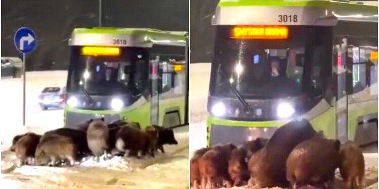 MANADA DE JABALÍES BLOQUEÓ TRANVÍA