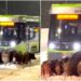 MANADA DE JABALÍES BLOQUEÓ TRANVÍA