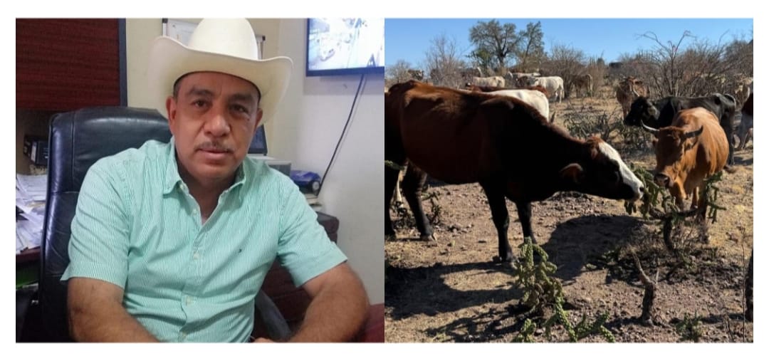 Optan ganaderos del Sur de Sonora por la quema de choya en los ranchos como alimentos: Julio Aldama Solís