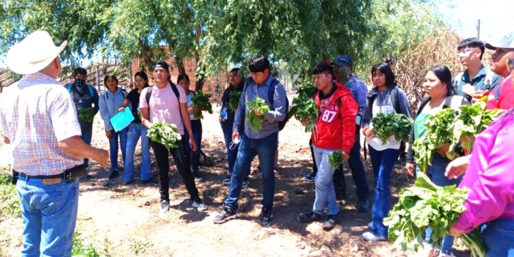 Fortalece Universidad del Pueblo Yaqui modelo productivo de soberanía alimentaria