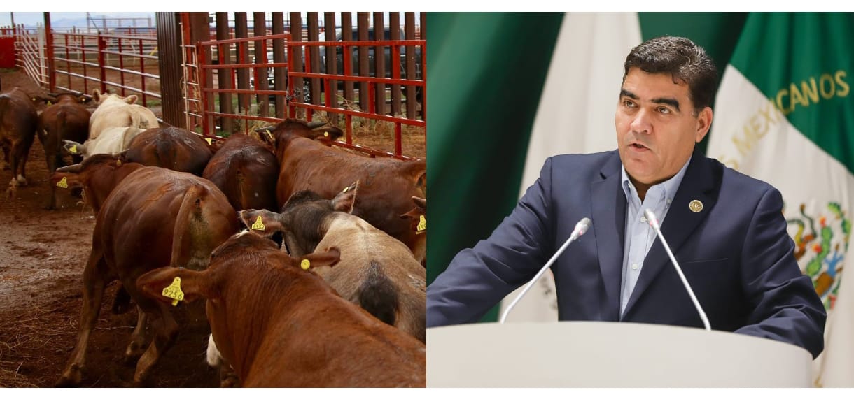 Celebra diputado Jesús Tadeo Mendívil la reapertura de la frontera norte de México para la exportación de ganado.