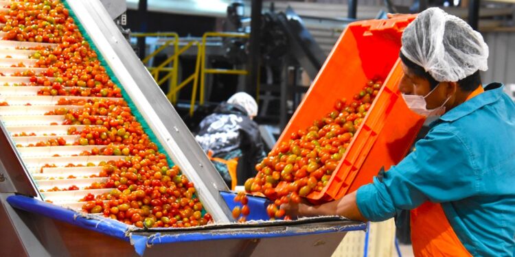 Gobierno de Sonora destaca recuperación del tomate rojo en el sur del estado