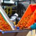 Gobierno de Sonora destaca recuperación del tomate rojo en el sur del estado