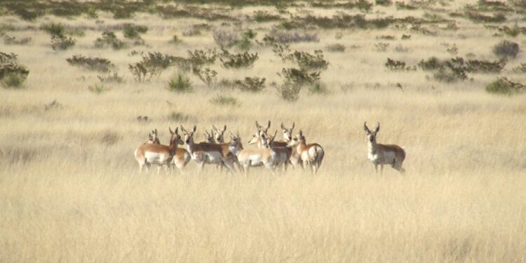 Gobierno de Sonora impulsa conservación de fauna silvestre en pastizales chihuahuenses: UES