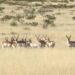 Gobierno de Sonora impulsa conservación de fauna silvestre en pastizales chihuahuenses: UES