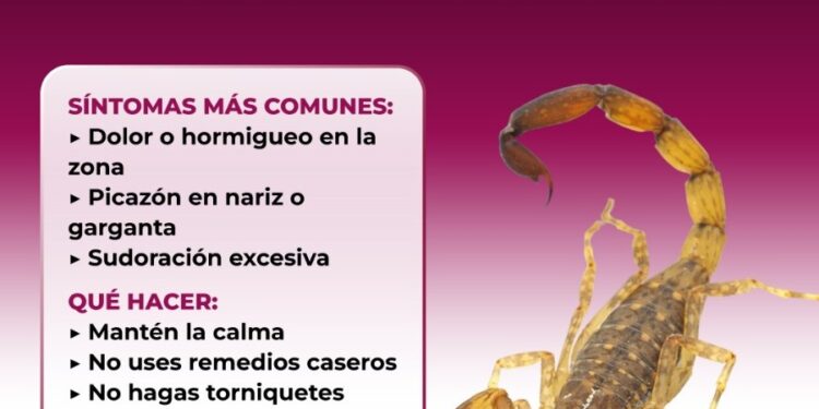 Recomienda Salud Sonora prevenir picaduras de arañas y alacranes