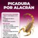 Recomienda Salud Sonora prevenir picaduras de arañas y alacranes