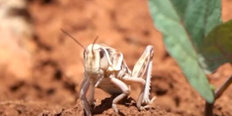 Chapulines y Grillos Invaden Valle del Yaqui