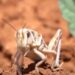 Chapulines y Grillos Invaden  Valle del Yaqui