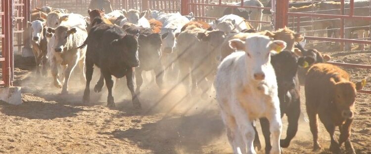 Tamaulipas afectado por  Gusano Barrenador